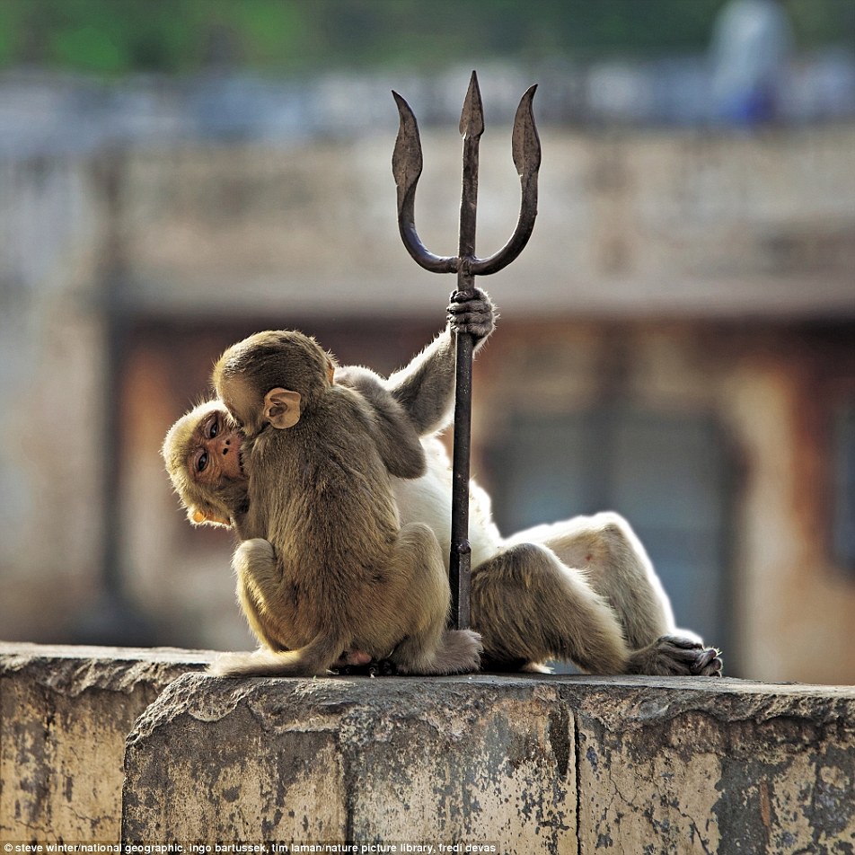 39CD23B100000578-3881396-Young_macaques_wrestle_in_Jaipur-a-98_1477674858793