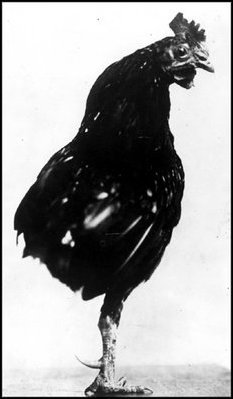 rooster-roosevelt
