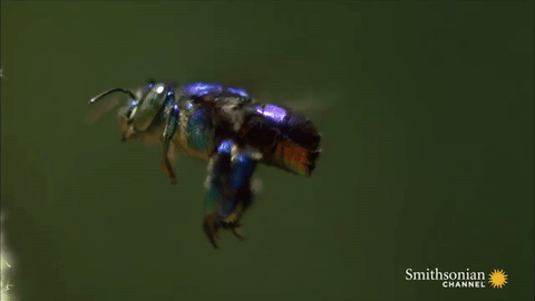 orchidbee-gif-2016-11-22