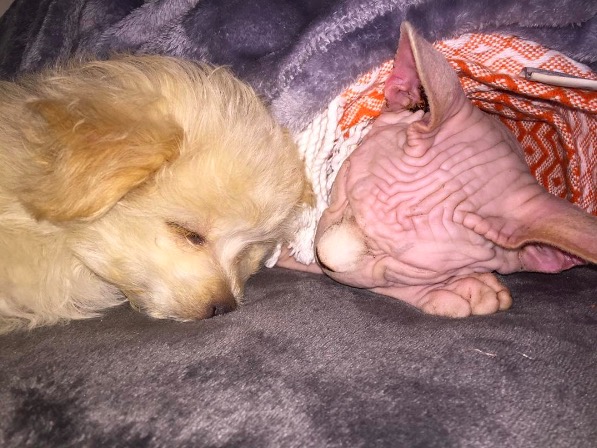 %e5%b1%8f%e5%b9%95%e5%bf%ab%e7%85%a7-2016-11-10-%e4%b8%8b%e5%8d%886-13-19