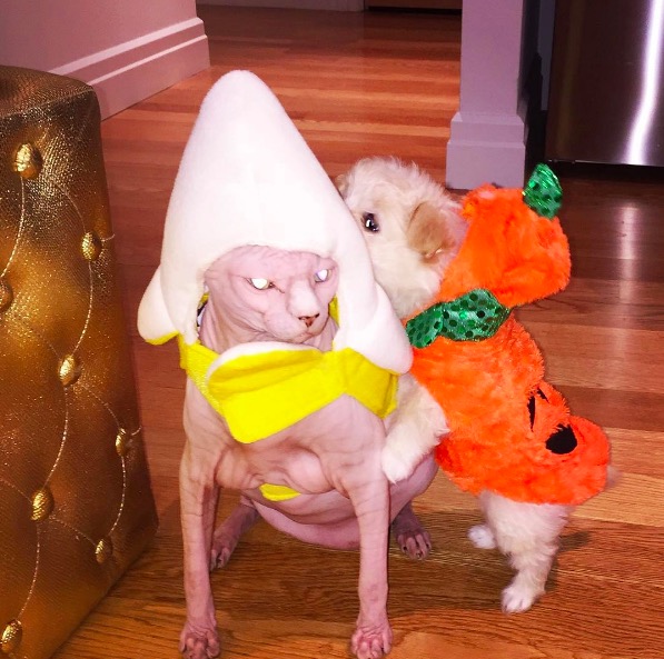 %e5%b1%8f%e5%b9%95%e5%bf%ab%e7%85%a7-2016-11-10-%e4%b8%8b%e5%8d%886-13-52