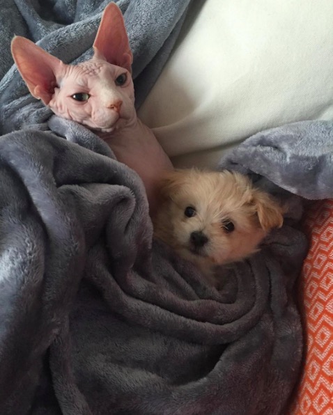 %e5%b1%8f%e5%b9%95%e5%bf%ab%e7%85%a7-2016-11-10-%e4%b8%8b%e5%8d%886-14-54