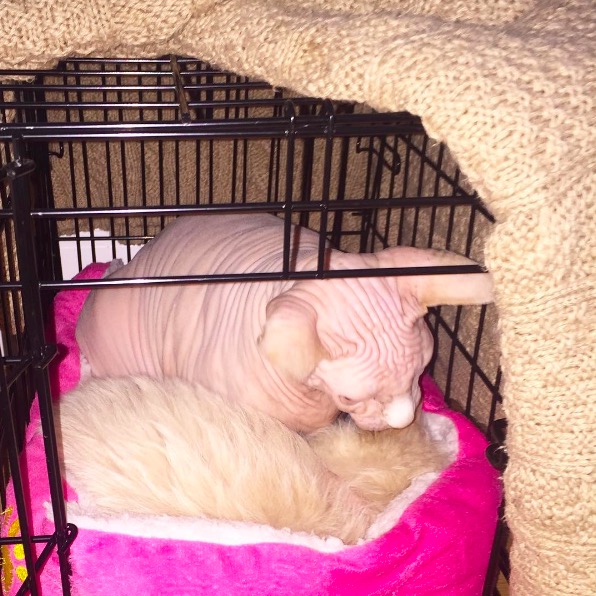 %e5%b1%8f%e5%b9%95%e5%bf%ab%e7%85%a7-2016-11-10-%e4%b8%8b%e5%8d%886-15-07