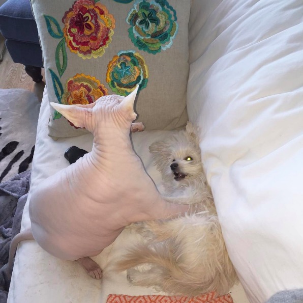 %e5%b1%8f%e5%b9%95%e5%bf%ab%e7%85%a7-2016-11-10-%e4%b8%8b%e5%8d%886-16-17