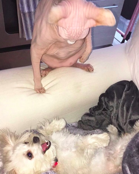 %e5%b1%8f%e5%b9%95%e5%bf%ab%e7%85%a7-2016-11-10-%e4%b8%8b%e5%8d%886-17-11