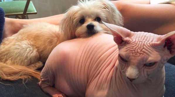 %e5%b1%8f%e5%b9%95%e5%bf%ab%e7%85%a7-2016-11-10-%e4%b8%8b%e5%8d%886-20-00