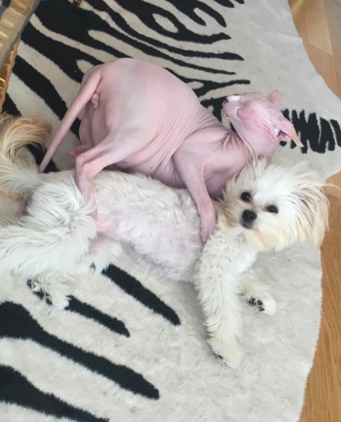 %e5%b1%8f%e5%b9%95%e5%bf%ab%e7%85%a7-2016-11-10-%e4%b8%8b%e5%8d%886-21-14