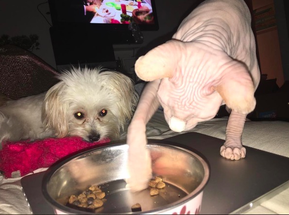 %e5%b1%8f%e5%b9%95%e5%bf%ab%e7%85%a7-2016-11-10-%e4%b8%8b%e5%8d%886-22-59