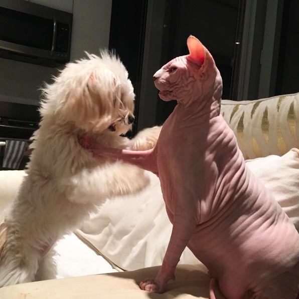 %e5%b1%8f%e5%b9%95%e5%bf%ab%e7%85%a7-2016-11-10-%e4%b8%8b%e5%8d%886-26-04