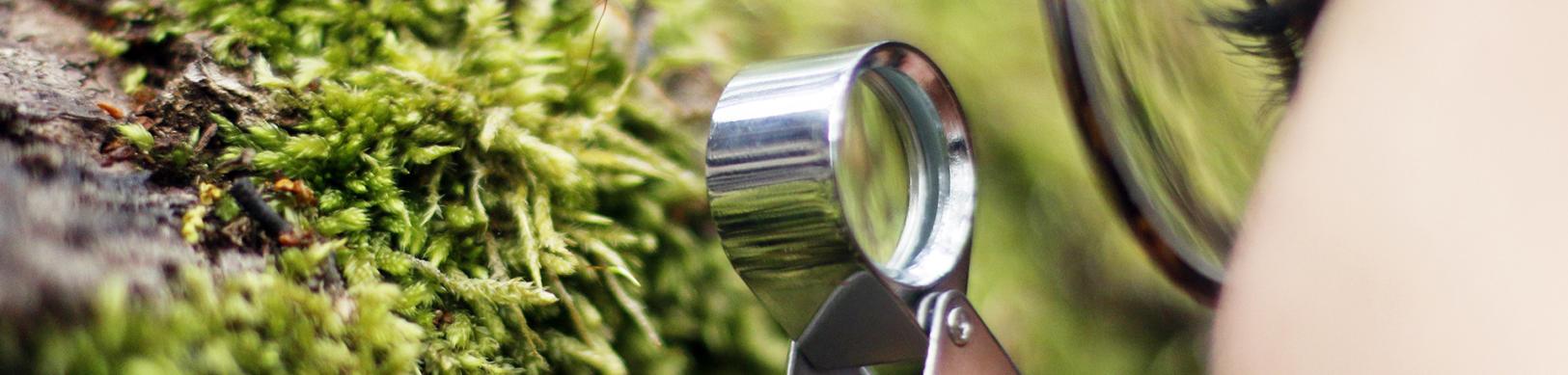 Of Mosses and Men Inside the Enchanting Miniature Forests of Cape Horn