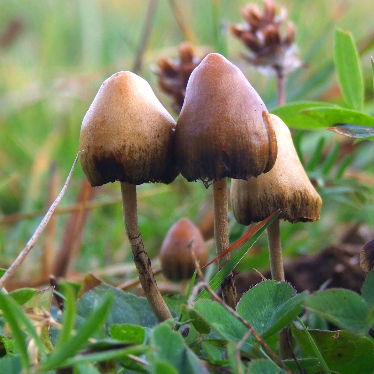 Psilocybe_semilanceata_6514