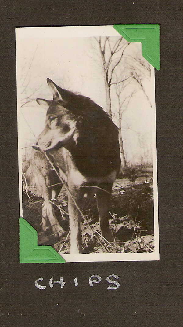 Chips (photo by Herson Whitley)1