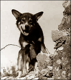 K9_051605