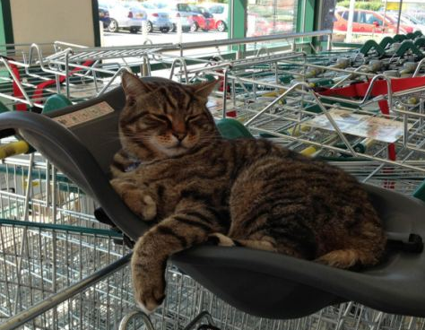 QQ截图20170201171629