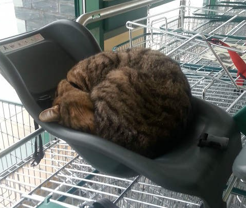 QQ截图20170201171758