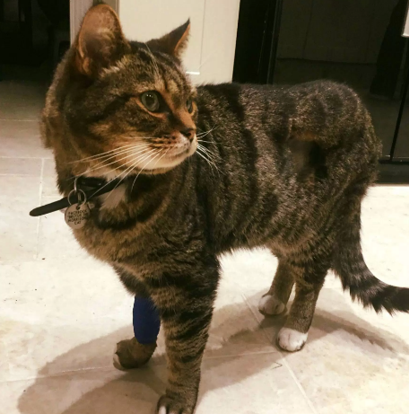 QQ截图20170201172216