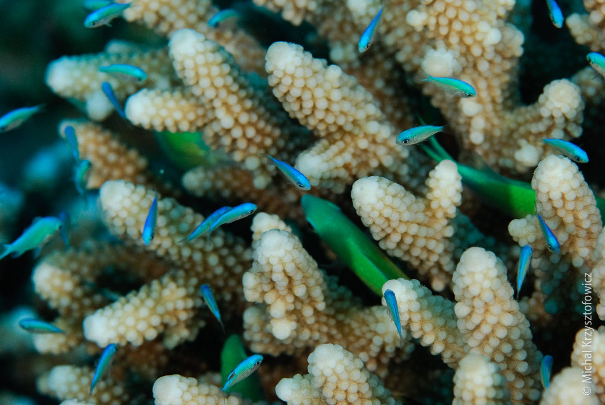Fish in the coral