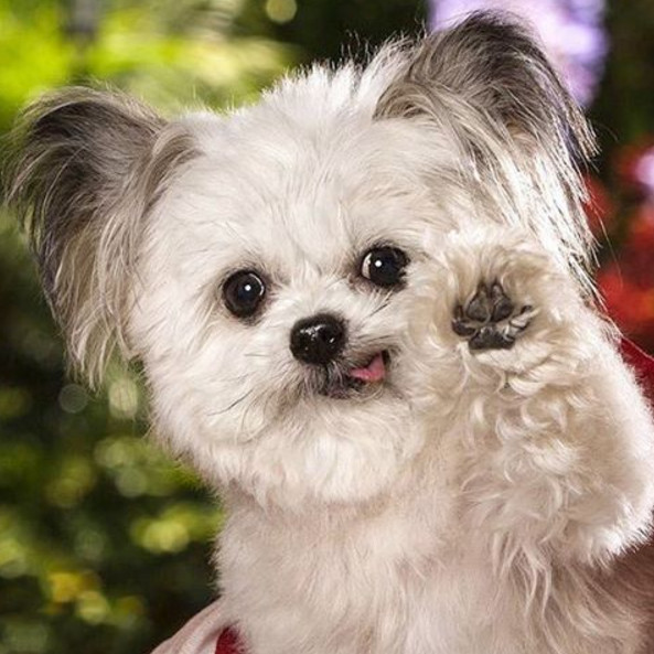 世界上最小的治愈犬只有13公斤独家技能是击掌这只叫做norbert的狗狗