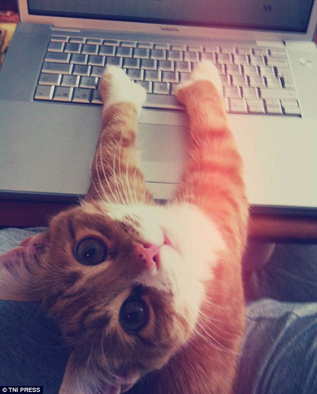3E40616800000578-4311950-Am_I_doing_this_right_This_enthusiastic_kitten_seems_eager_to_he-a-57_1489488881428