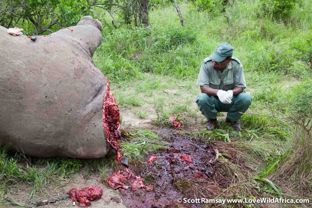 Opathe Game Reserve in KwaZulu-Natal in South Africa. A dead white rhino (Ceratotherium simum) killed by poachers for its horns. Forensic experts and police do a post mortem. The head of the rhino has been removed by wildlife vets for DNA and forensic analysis.