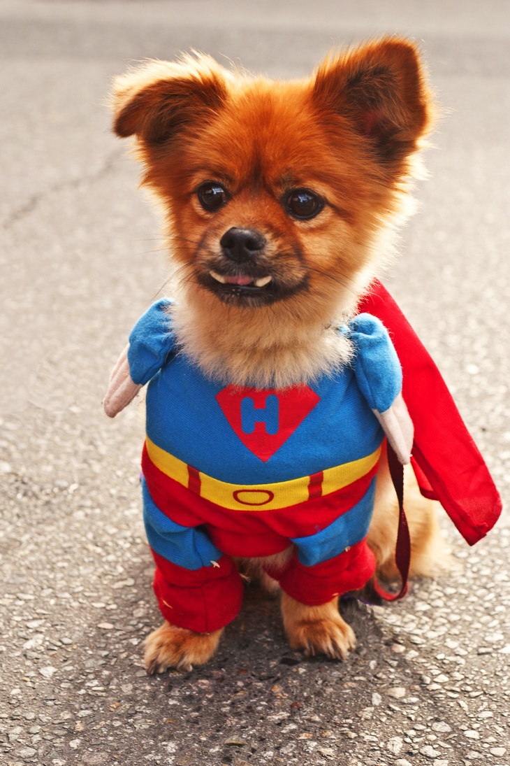 Super Dog