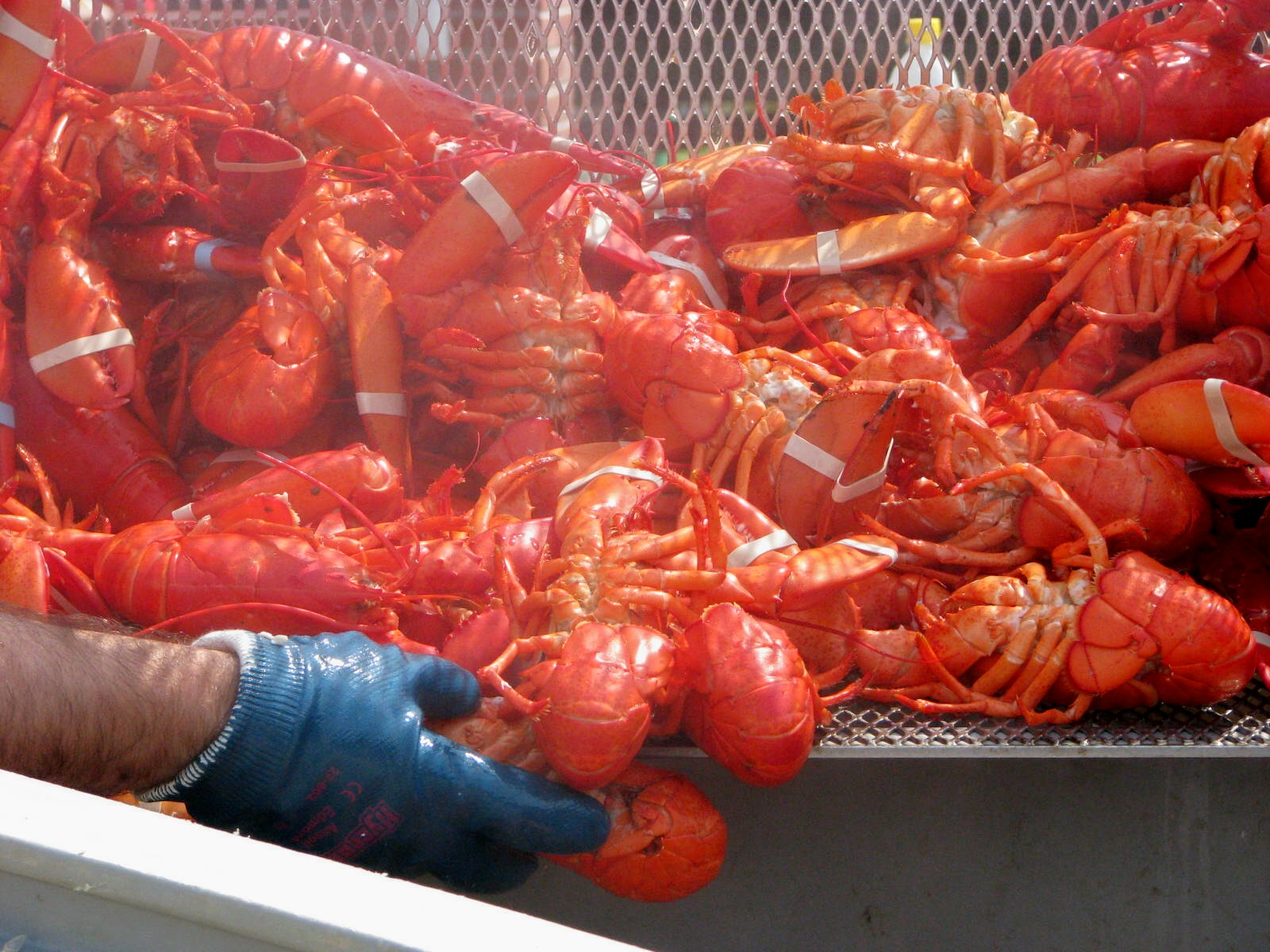 Maine-Lobster-Festival-3