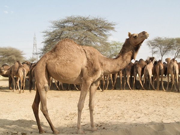 camels_at_camel_research_farm_bikaner