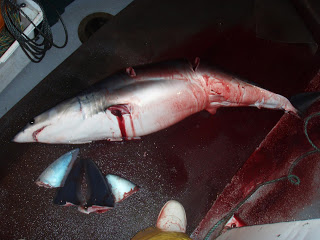 finned-shark-photo-via-scoop-dot-co-dot-nz