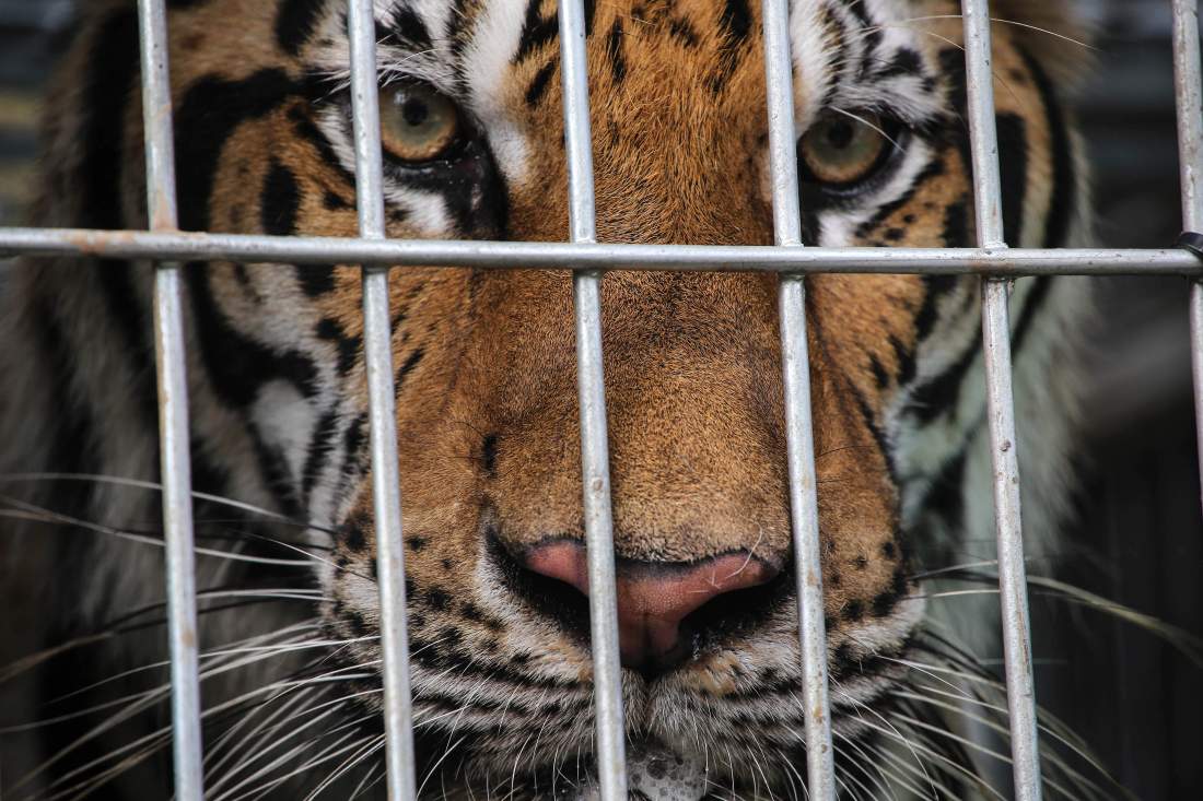 KANCHANABURI, THAILAND - JUNE 1: A tiger peers through the bars of its cage at the Wat Pha Luang Ta Bua Tiger Temple on June 1, 2016 in Kanchanaburi province, Thailand. Wildlife authorities in Thailand raided a Buddhist temple in Kanchanaburi province where 137 tigers were kept, following accusations the monks were illegally breeding and trafficking endangered animals. Forty of the 137 tigers were rescued by Tuesday from the country's infamous 'Tiger Temple' despite opposition from the temple authorities.