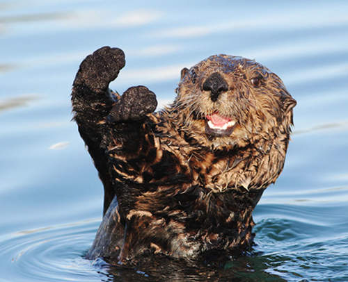 看似呆萌的海獭,没想到啪啪啪起来如此黄暴…