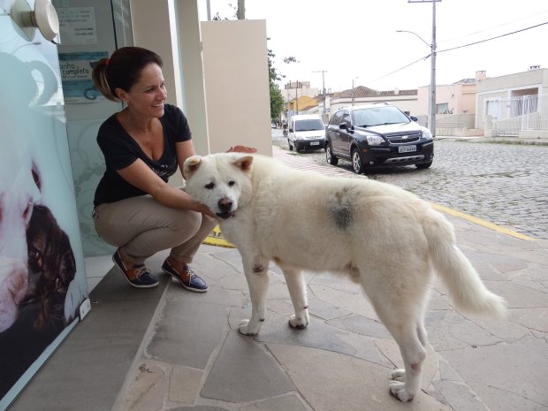 PIC BY MARCELO MARQUES / CATERS NEWS - *MANDATORY PHOTO CREDIT* - (PICTURED: Thor is a well known sight around the city and he always stops at the vets where his owner would stop and chat) - A faithful dog has taken to walking the same route that he and his owner used to do every day, before his master died, in a remarkable show of devotion.Thor, a thoroughbred Japanese Akita dog, makes his daily heart-breaking vigil along the streets of Capaava do Sul in south east Brazil. He has become a well-known sight in the city as he grieves for his owner, Claudio Cantarelli. News of his daily journey emerged last week (Friday 17) after a local veterinarian clinic highlighted the pedigree pets case. According to the report, when fine art painter, Claudio, died at the age of 58 in December 2015 the loyal canine missed his best friend so much he became sick with grief. Claudios neighbour, Saionara Freitas, 76, took pity on the animal and decided to adopt him. SEE CATERS COPY