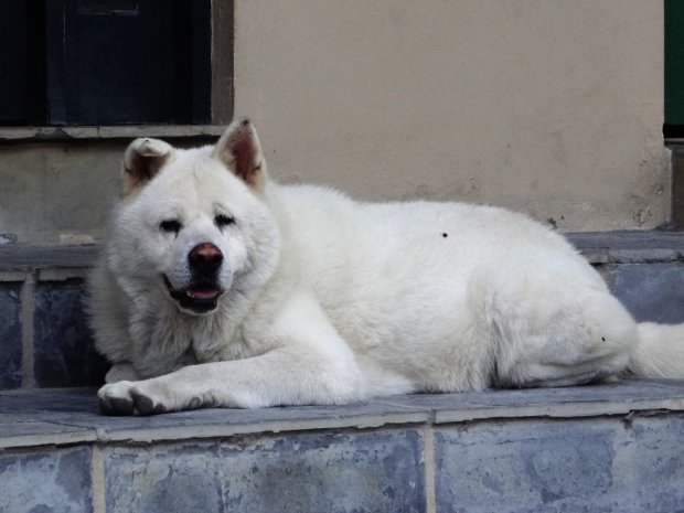 PIC BY MARCELO MARQUES / CATERS NEWS - *MANDATORY PHOTO CREDIT* - (PICTURED: Everyday Thor the Akita dog always lies down and waits in the same place as he used to for his owner) - A faithful dog has taken to walking the same route that he and his owner used to do every day, before his master died, in a remarkable show of devotion.Thor, a thoroughbred Japanese Akita dog, makes his daily heart-breaking vigil along the streets of Capaava do Sul in south east Brazil. He has become a well-known sight in the city as he grieves for his owner, Claudio Cantarelli. News of his daily journey emerged last week (Friday 17) after a local veterinarian clinic highlighted the pedigree pets case. According to the report, when fine art painter, Claudio, died at the age of 58 in December 2015 the loyal canine missed his best friend so much he became sick with grief. Claudios neighbour, Saionara Freitas, 76, took pity on the animal and decided to adopt him. SEE CATERS COPY