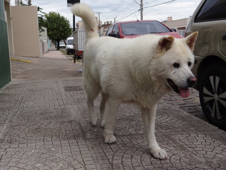 PIC BY MARCELO MARQUES / CATERS NEWS - *MANDATORY PHOTO CREDIT* - (PICTURED: Every day Thor the Akita dog follows the same route his owner took him on walks, before he died) - A faithful dog has taken to walking the same route that he and his owner used to do every day, before his master died, in a remarkable show of devotion.Thor, a thoroughbred Japanese Akita dog, makes his daily heart-breaking vigil along the streets of Capaava do Sul in south east Brazil. He has become a well-known sight in the city as he grieves for his owner, Claudio Cantarelli. News of his daily journey emerged last week (Friday 17) after a local veterinarian clinic highlighted the pedigree pets case. According to the report, when fine art painter, Claudio, died at the age of 58 in December 2015 the loyal canine missed his best friend so much he became sick with grief. Claudios neighbour, Saionara Freitas, 76, took pity on the animal and decided to adopt him. SEE CATERS COPY