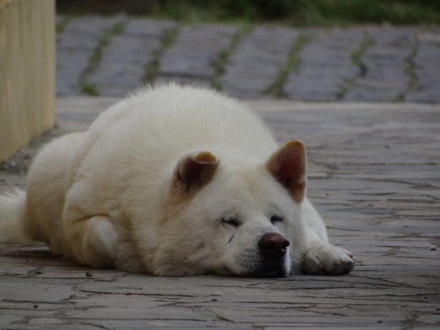 PIC BY MARCELO MARQUES / CATERS NEWS - *MANDATORY PHOTO CREDIT* - (PICTURED: Everyday Thor the Akita dog always lies down and waits in the same place as he used to for his owner) - A faithful dog has taken to walking the same route that he and his owner used to do every day, before his master died, in a remarkable show of devotion.Thor, a thoroughbred Japanese Akita dog, makes his daily heart-breaking vigil along the streets of Capaava do Sul in south east Brazil. He has become a well-known sight in the city as he grieves for his owner, Claudio Cantarelli. News of his daily journey emerged last week (Friday 17) after a local veterinarian clinic highlighted the pedigree pets case. According to the report, when fine art painter, Claudio, died at the age of 58 in December 2015 the loyal canine missed his best friend so much he became sick with grief. Claudios neighbour, Saionara Freitas, 76, took pity on the animal and decided to adopt him. SEE CATERS COPY