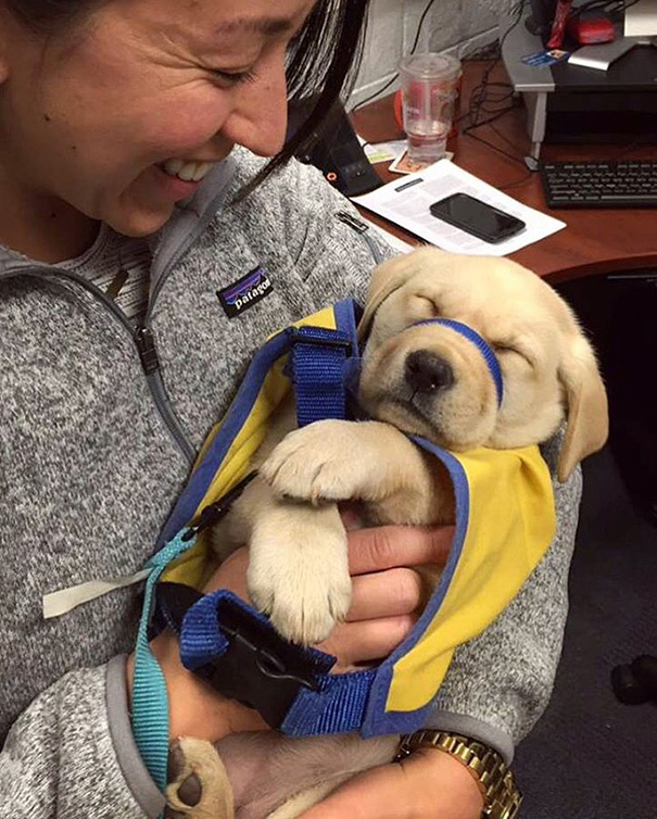 service-puppies-first-days-at-work-108-58c274cfb7876__605