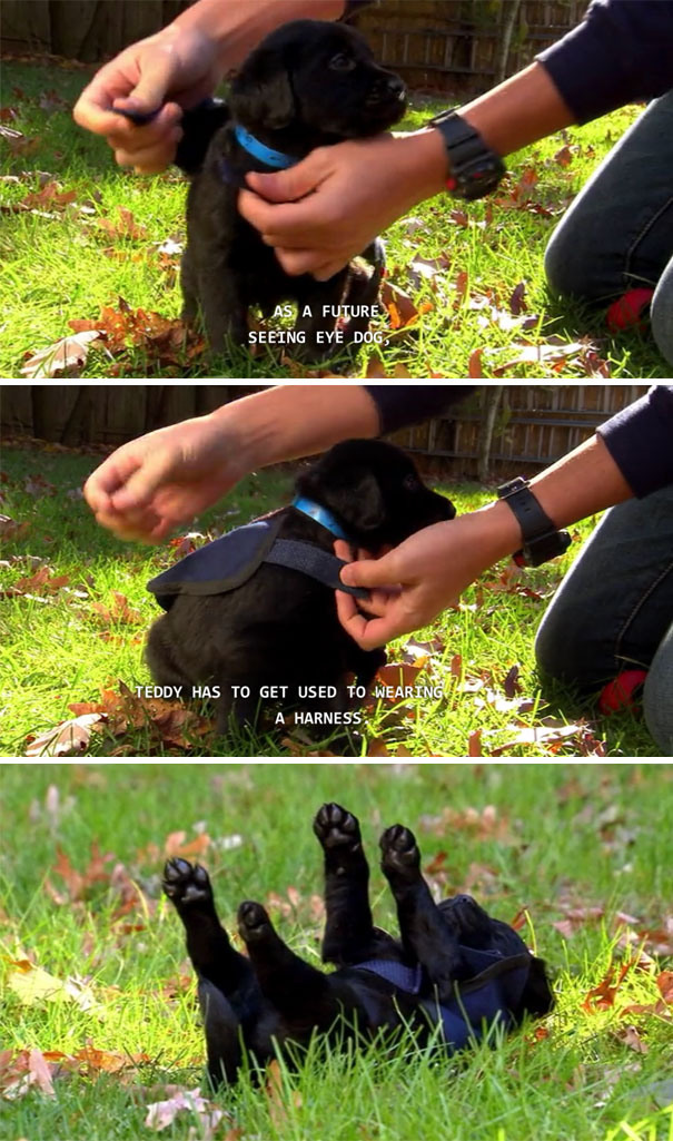 service-puppies-first-days-at-work-15-58c1349865465__605