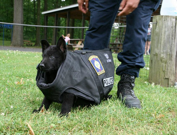 service-puppies-first-days-at-work-25-58c159b3eaa19__605