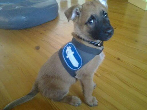 service-puppies-first-days-at-work-27-58c173e50b0ab__605