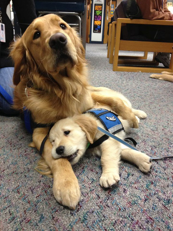 service-puppies-first-days-at-work-28-58c17b050f671__605