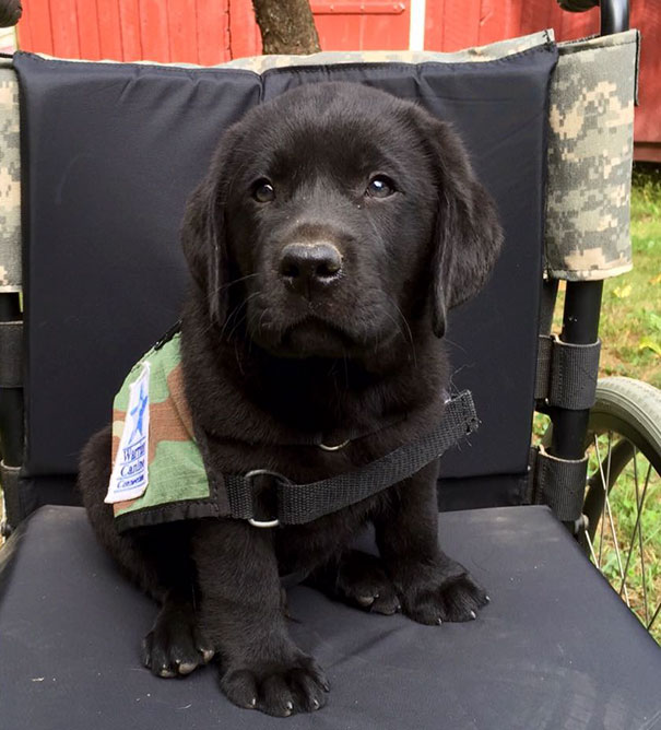 service-puppies-first-days-at-work-30-58c272da3f6b6__605