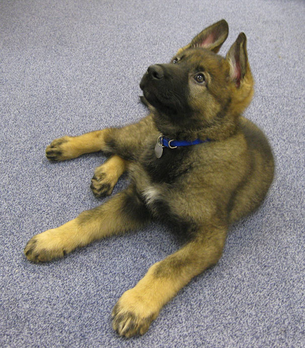 service-puppies-first-days-at-work-5-58c124a799844__605