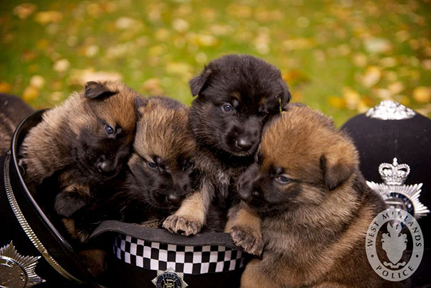 A new 'R' litter of German Shepherd pups born to mother Cassie. Their names are to be given by a competition in conjunction with the Kennel Club.