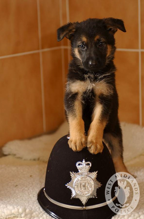 WMPolice Puppy Xante (7weeks old) which are being cared for by Guide dogs for the blind...PC John Dolman with Sarah Hicks Guide dogs for the blind *** Local Caption *** PC John Dolman PC John Dolman Bill McNamara rm 702 crime support Lh Aubrey and Cathrine Meades 17 Signal Hays rd Warmley