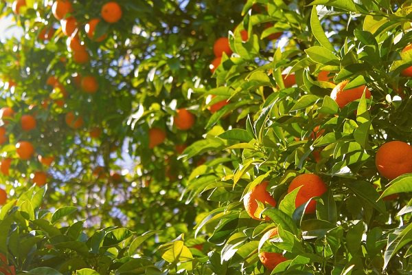 tree-oranges-citrus-fruit-orange-tree-food-1149584