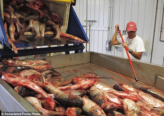 FILE - In this July 16, 2014, file photo, plant manager Peter Allen feeds Asian carp onto a conveyer belt at the American Heartland Fish Products carp-processing plant near Grafton, Ill. Faced with the threat that Asian carp could enter the Great Lakes, Michigan is turning to the public for new ideas and plans to offer a prize to whomever comes up with a way to stop the voracious fish. The state's global search challenge comes after the U.S. government and others have spent hundreds of millions of dollars searching for a solution to stop the carp from entering the world's largest freshwater system. (AP Photo/Jim Suhr, File)