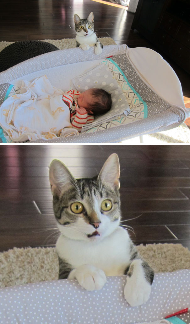 funny-dramatic-cats-12-58f72a98d5974__605