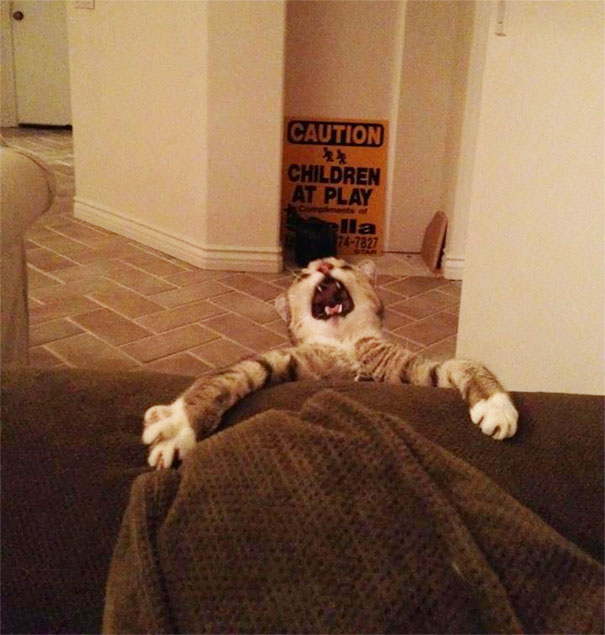 funny-dramatic-cats-15-58f730e6eb2ab__605