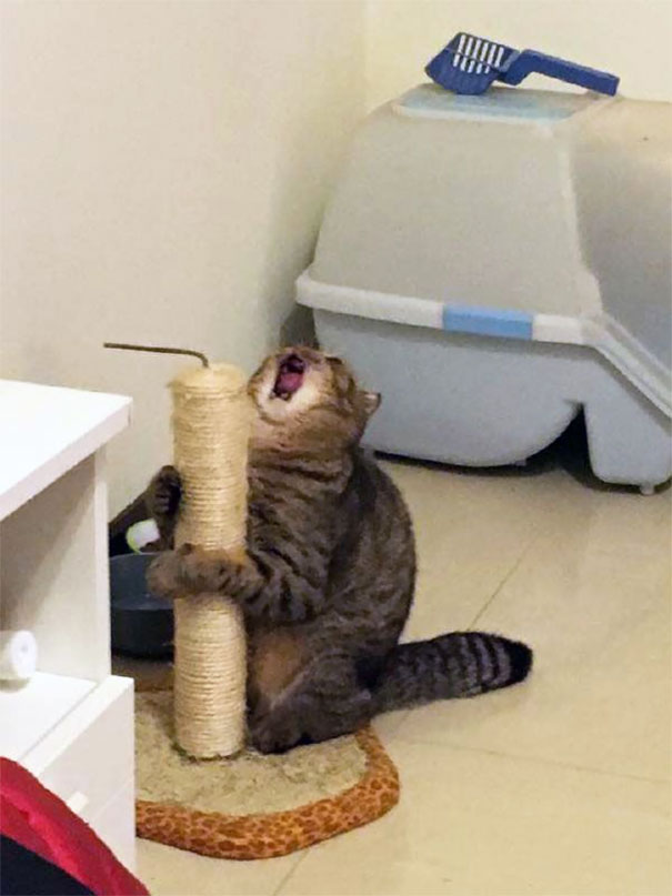 funny-dramatic-cats-16-58f74758cf0f0__605