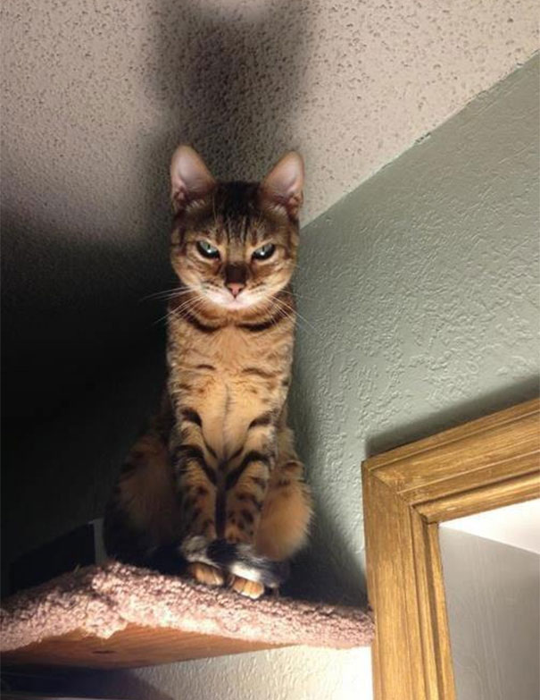 funny-dramatic-cats-20-58f753534329c__605