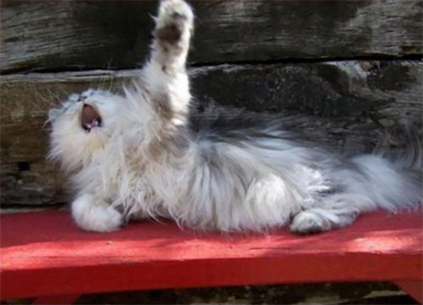 funny-dramatic-cats-23-58f75c313244b__605